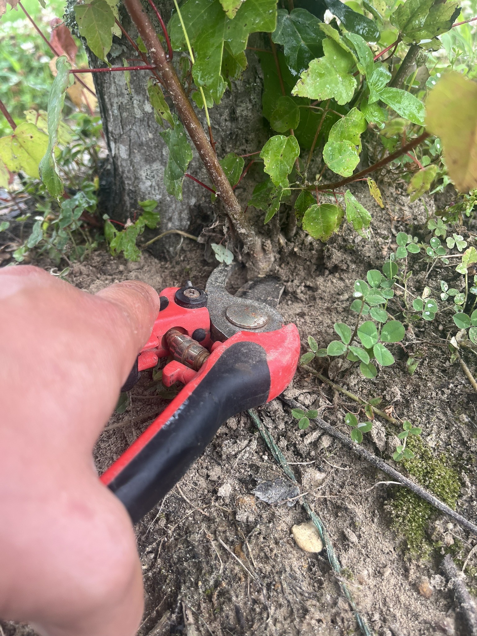 Removing and Preventing Suckers on Trees